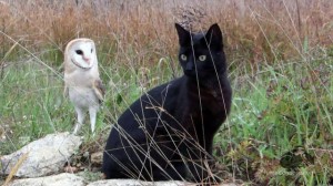 Cat and Owls - Best Friends